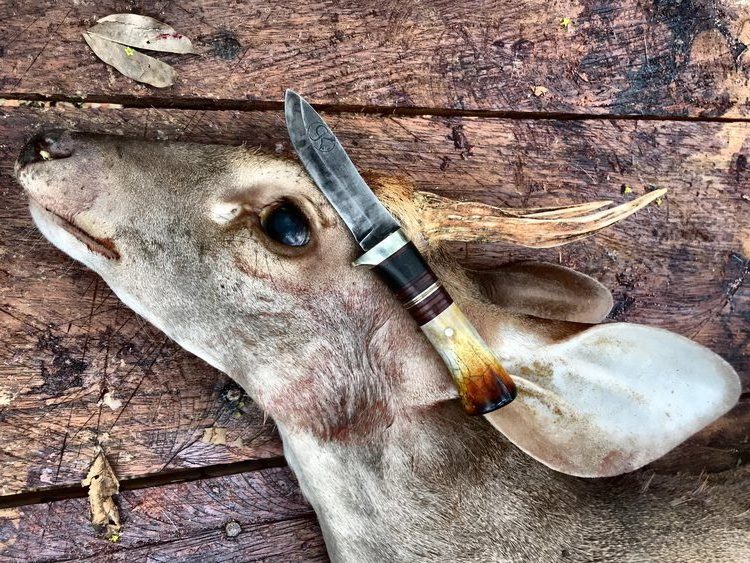 Nessmuk Skinning Jungle Gray Brocket Deer